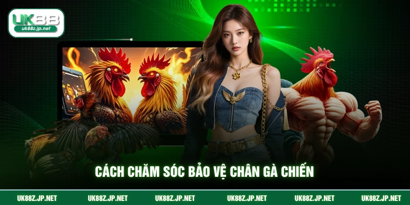 Cách chăm sóc bảo vệ chân gà chiến