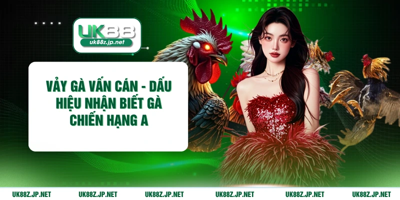 vảy gà vấn cán